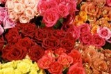 250 Red Roses Plus 250 Assorted Color Roses Only .49 &cent; Per Rose